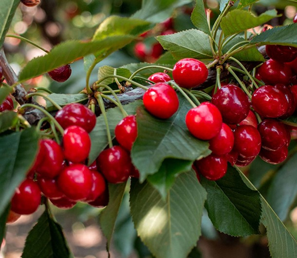 Cherry Jubilee $45 (2 1/2 lbs cherries)